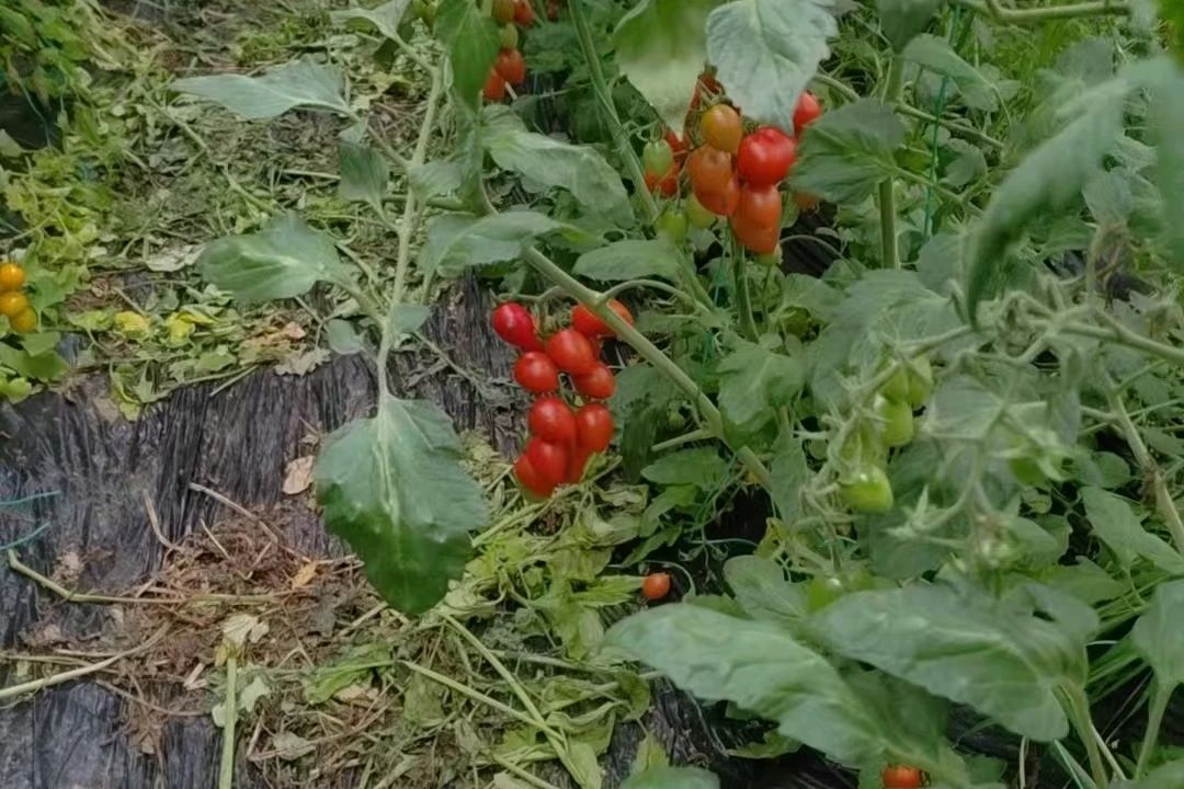 钢丝断裂维权益，公证保全护农利