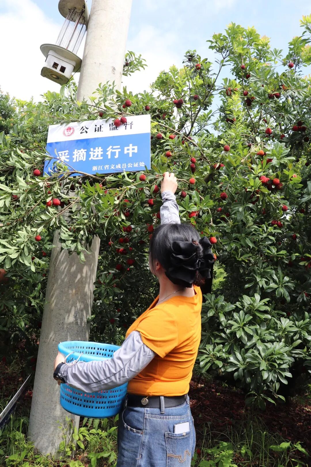杨梅干 不够卖了 温州用一张公证书扭转信任危机